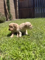 Beautiful AKC Golden Retriever!!, a female Golden Retriever for sale in Sacramento, CA – 5 of 7