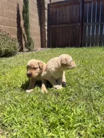 Adorable AKC Golden Retriever!!, a female English Cream Golden Retriever for sale in Sacramento, CA – 4 of 10