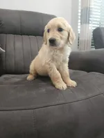 Beautiful AKC Golden Retriever!, a male Golden Retriever for sale in Sacramento, CA – 1 of 8