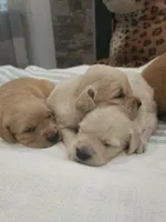 Adorable AKC Golden Retriever!, a male English Cream Golden Retriever for sale in Sacramento, CA – 2 of 10