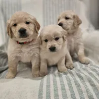 Beautiful AKC Golden Retriever, a female Golden Retriever for sale in Sacramento, CA – Photo 3 of 8