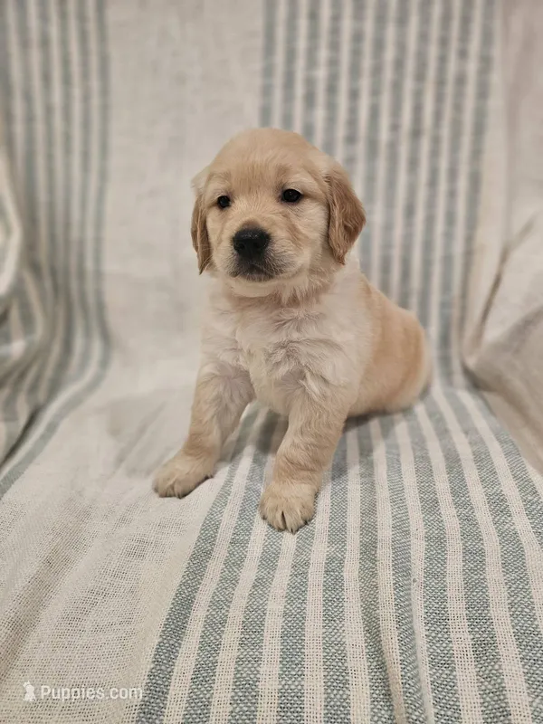 Beautiful AKC Golden Retriever