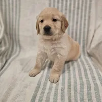 Beautiful AKC Golden Retriever, a female Golden Retriever for sale in Sacramento, CA – Photo 1 of 8