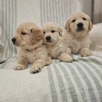 Beautiful AKC Golden Retriever, a female Golden Retriever for sale in Sacramento, CA – Photo 6 of 8