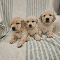 Beautiful AKC Golden Retriever, a female Golden Retriever for sale in Sacramento, CA – Photo 7 of 8