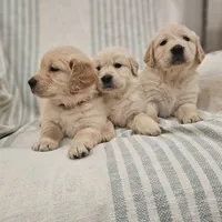 Beautiful AKC Golden Retriever, a female Golden Retriever for sale in Sacramento, CA – Photo 2 of 8