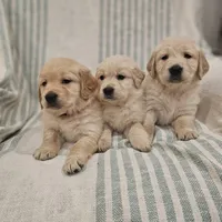 Beautiful AKC Golden Retriever, a female Golden Retriever for sale in Sacramento, CA – Photo 5 of 8