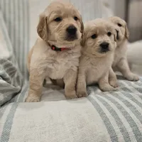 Beautiful AKC Golden Retriever, a female Golden Retriever for sale in Sacramento, CA – Photo 8 of 8