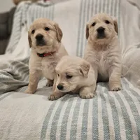 Beautiful AKC Golden Retriever, a female Golden Retriever for sale in Sacramento, CA – Photo 4 of 8