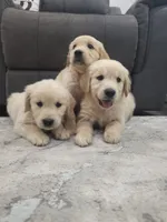 Beautiful AKC Golden Retriever!, a male Golden Retriever for sale in Sacramento, CA – 7 of 8