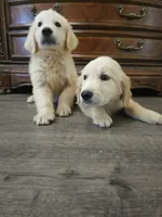 Adorable AKC Golden Retriever!, a male English Cream Golden Retriever for sale in Sacramento, CA – 4 of 6