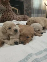 Adorable AKC Golden Retriever!, a male English Cream Golden Retriever for sale in Sacramento, CA – 5 of 10
