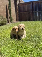 Adorable AKC Golden Retriever!!, a female English Cream Golden Retriever for sale in Sacramento, CA – 5 of 10