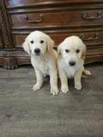 Adorable AKC Golden Retriever!, a male English Cream Golden Retriever for sale in Sacramento, CA – 2 of 6