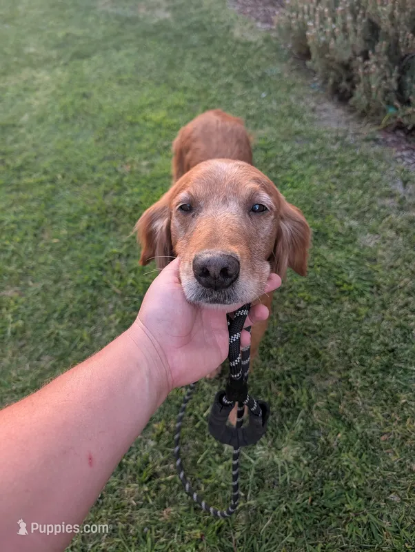 Flame - Wonderful Golden Retriever – Golden Retriever puppy for sale in Sacramento, CA