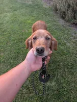 Flame - Wonderful Golden Retriever, a female Golden Retriever for sale in Sacramento, CA – 1 of 3