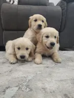 Beautiful AKC Golden Retriever!, a male Golden Retriever for sale in Sacramento, CA – 2 of 8