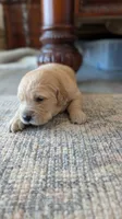 Adorable AKC Golden Retriever!!!, a female English Cream Golden Retriever for sale in Sacramento, CA – 1 of 10