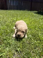 Beautiful AKC Golden Retriever!!, a female Golden Retriever for sale in Sacramento, CA – 7 of 7