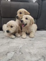 Beautiful AKC Golden Retriever!, a male Golden Retriever for sale in Sacramento, CA – 4 of 8
