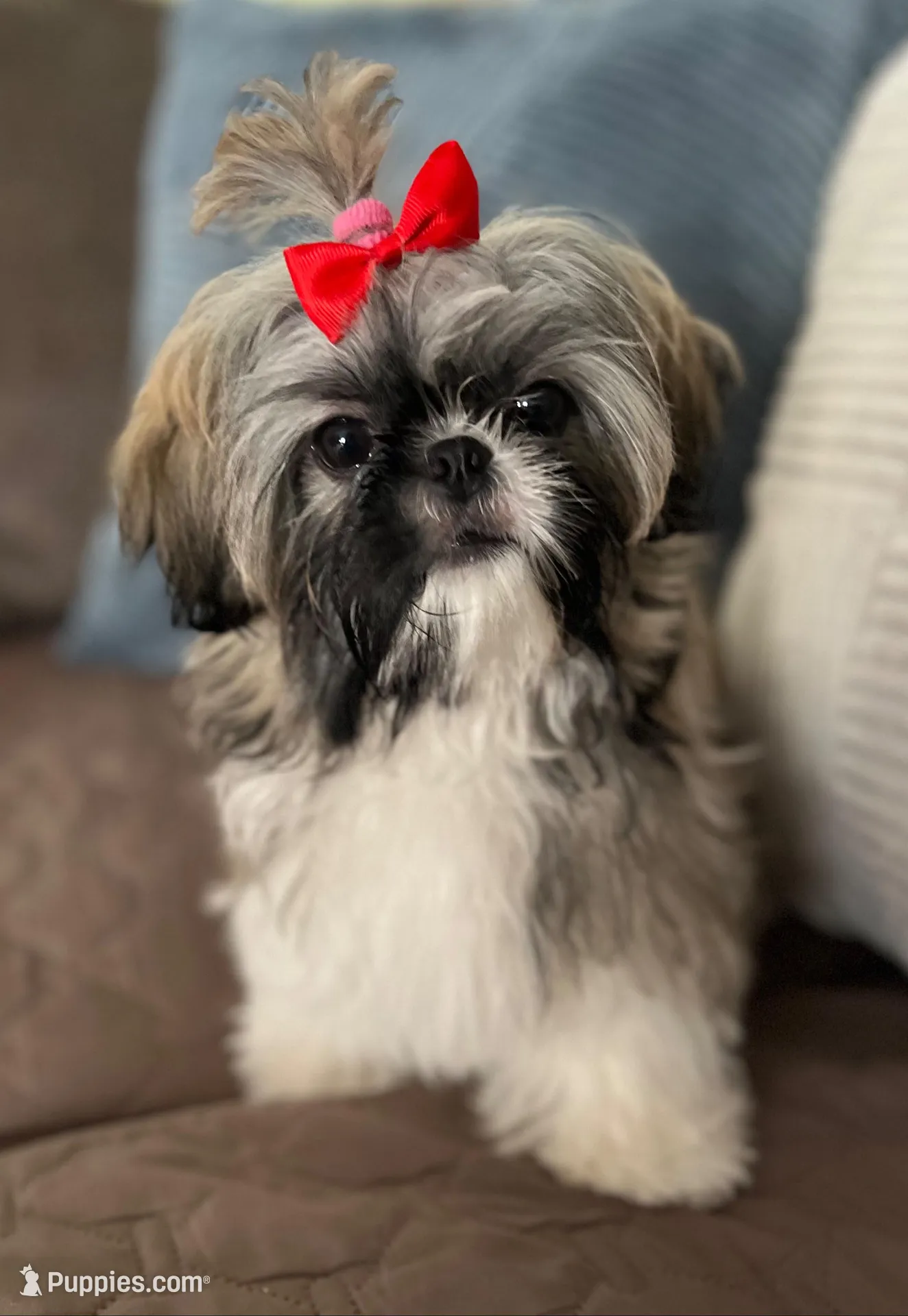 Carley, a female Shih Tzu for sale in Los Angeles, CA – Photo 2 of 6