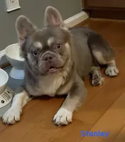 Stanley - Fluffy Frenchie, a male French Bulldog for sale in Los Angeles, CA – 3 of 5