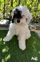 Axl, a male Poodle - Miniature  for sale in Los Angeles, CA – 3 of 10