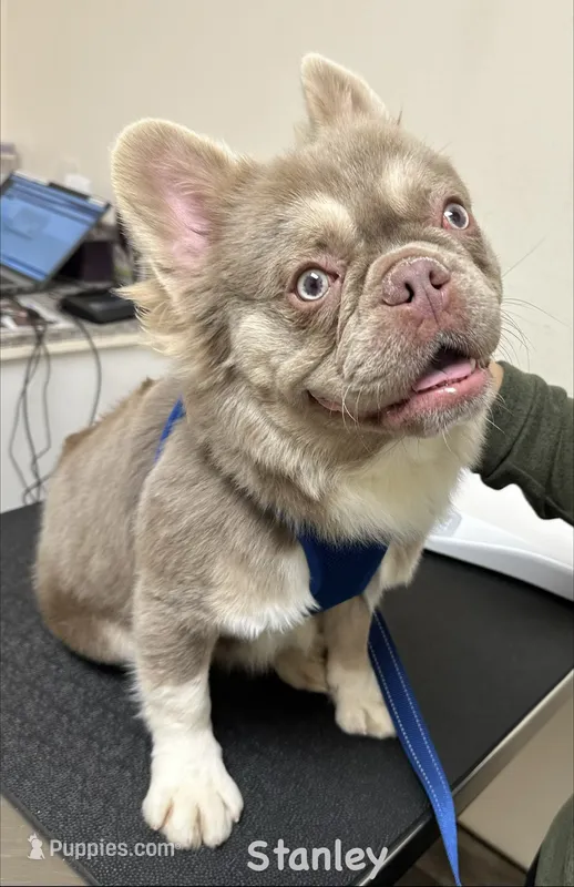Stanley - Fluffy Frenchie – French Bulldog puppy for sale in Los Angeles, CA