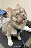 Stanley - Fluffy Frenchie, a male French Bulldog for sale in Los Angeles, CA – 1 of 5