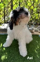 Axl, a male Poodle - Miniature  for sale in Los Angeles, CA – 8 of 10