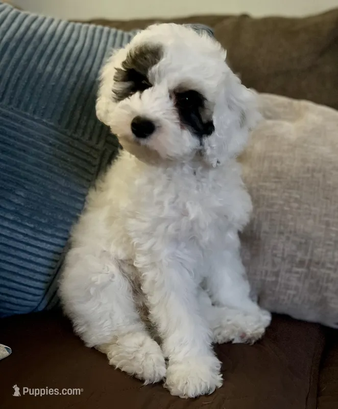 Emma 💖 – Poodle - Miniature  puppy for sale in Los Angeles, CA
