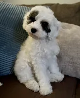 Emma- Reduced Price , a female Poodle - Miniature  for sale in Los Angeles, CA – 8 of 8