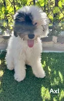 Axl, a male Poodle - Miniature  for sale in Los Angeles, CA – 2 of 10