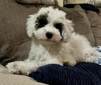 Emma 💖, a female Poodle - Miniature  for sale in Los Angeles, CA – 9 of 10