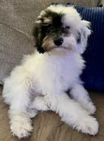 Axl, a male Poodle - Miniature  for sale in Los Angeles, CA – 4 of 10