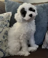 Emma- Reduced Price , a female Poodle - Miniature  for sale in Los Angeles, CA – 1 of 8