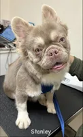Stanley - Fluffy Frenchie, a male French Bulldog for sale in Los Angeles, CA – 2 of 5
