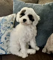 Emma- Reduced Price , a female Poodle - Miniature  for sale in Los Angeles, CA – 5 of 8