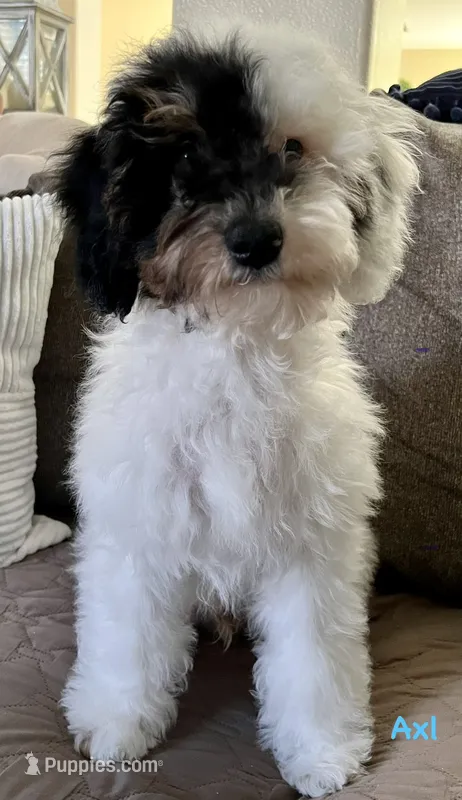 Axl – Poodle - Miniature  puppy for sale in Los Angeles, CA