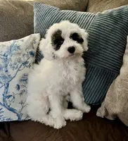 Emma- Reduced Price , a female Poodle - Miniature  for sale in Los Angeles, CA – 2 of 8
