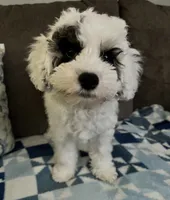Emma 💖, a female Poodle - Miniature  for sale in Los Angeles, CA – 3 of 10