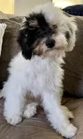 Axl, a male Poodle - Miniature  for sale in Los Angeles, CA – 6 of 10