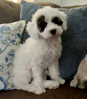 Emma- Reduced Price , a female Poodle - Miniature  for sale in Los Angeles, CA – 4 of 8