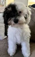 Axl, a male Poodle - Miniature  for sale in Los Angeles, CA – 5 of 10