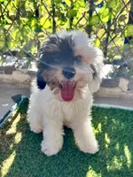 Axl, a male Poodle - Miniature  for sale in Los Angeles, CA – 7 of 10