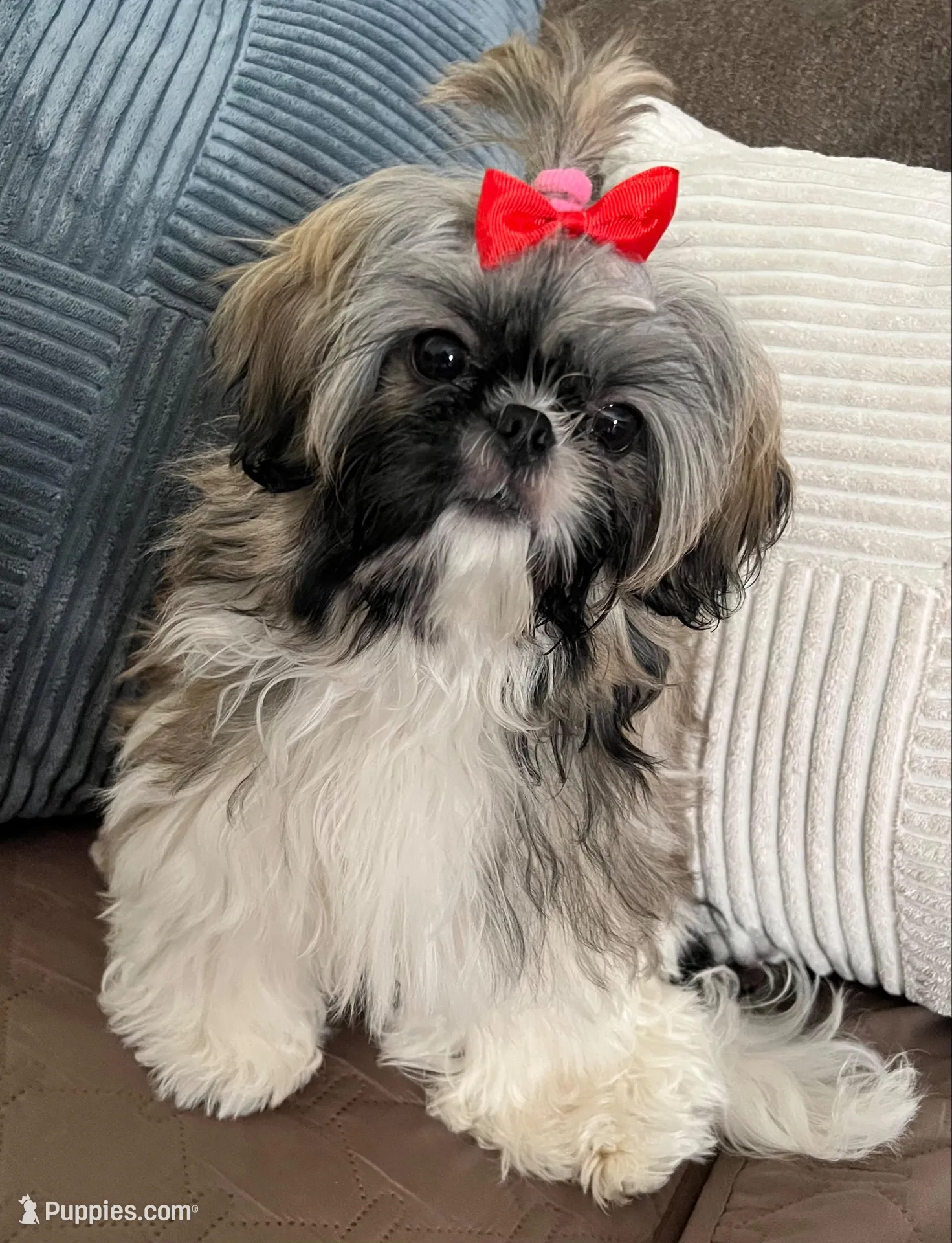 Carley, a female Shih Tzu for sale in Los Angeles, CA – Photo 1 of 6