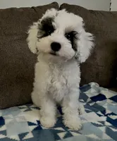 Emma 💖, a female Poodle - Miniature  for sale in Los Angeles, CA – 7 of 10