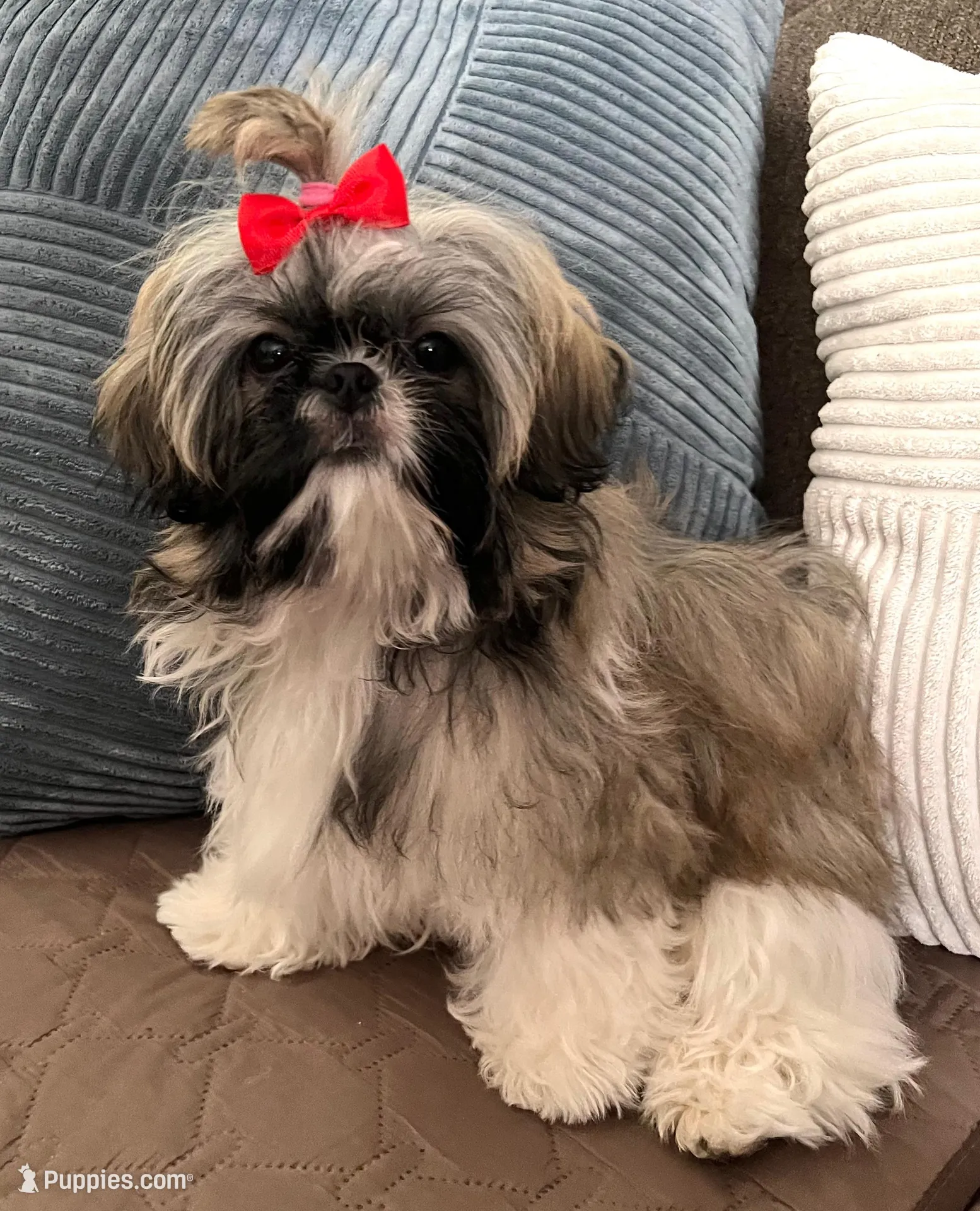 Carley, a female Shih Tzu for sale in Los Angeles, CA – Photo 3 of 6