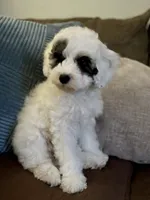 Emma- Reduced Price , a female Poodle - Miniature  for sale in Los Angeles, CA – 6 of 8