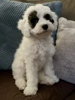 Emma- Reduced Price , a female Poodle - Miniature  for sale in Los Angeles, CA – 7 of 8